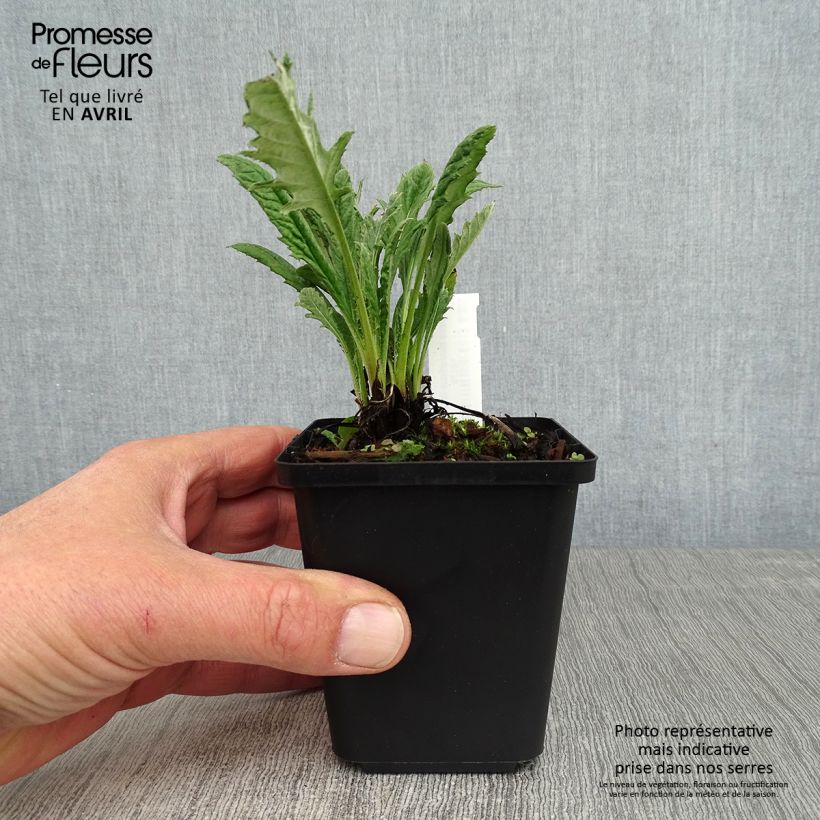 Echinops bannaticus Blue Glow - Cardo pallottola Vasetto da 8/9 cm esemplare consegnato in primavera