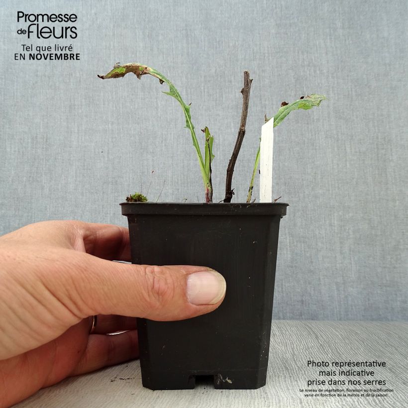 Esemplare di Echinops bannaticus Taplow Blue - Cardo pallottola Vasetto da 8/9 cm come consegnato in autunno