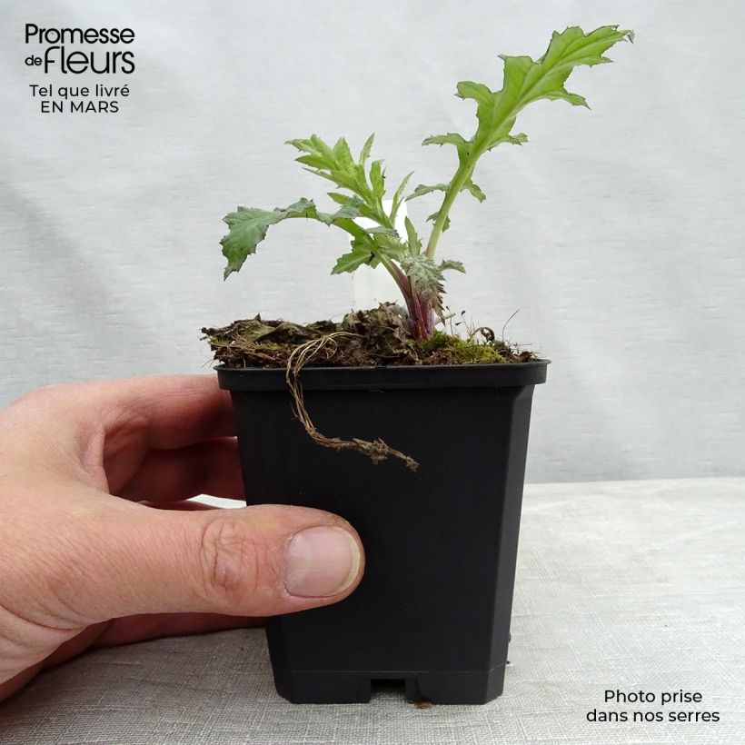 Echinops bannaticus Taplow Blue - Cardo pallottola Vasetto da 8/9 cm esemplare consegnato in inverno