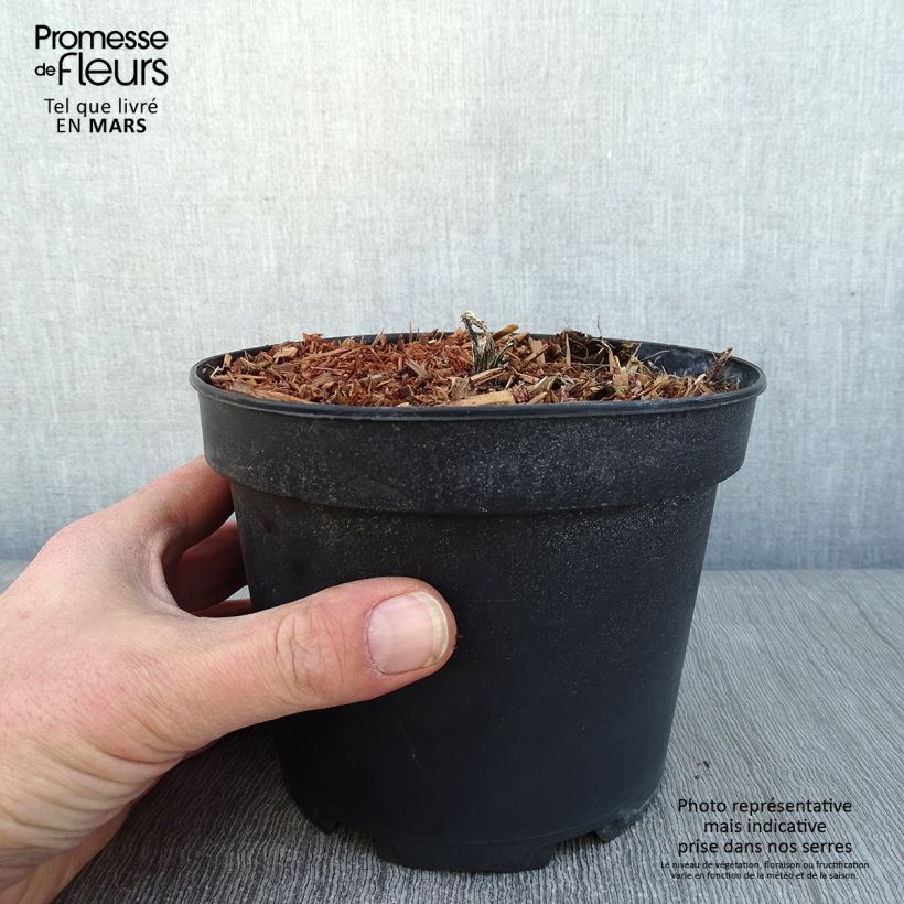 Echinops bannaticus Taplow Blue - Cardo pallottola Vaso da 2L/3L esemplare consegnato in inverno