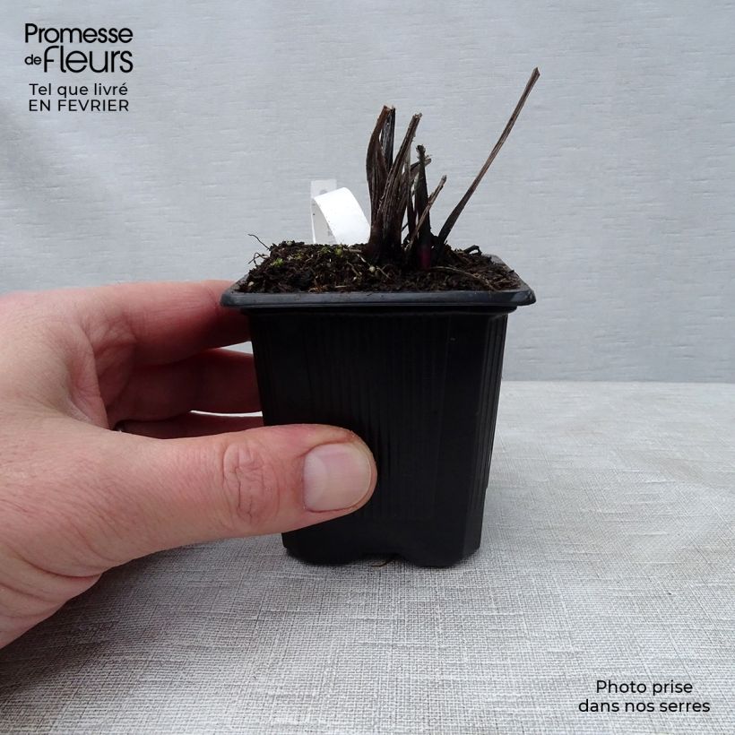 Echinops ritro Veitch’s Blue - Cardo-pallottola coccodrillo Vasetto da 8/9 cm esemplare consegnato in inverno