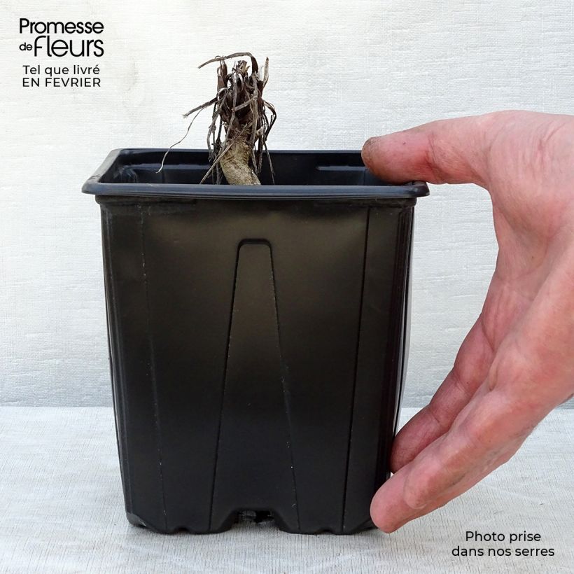 Echinops ritro Veitch’s Blue - Cardo-pallottola coccodrillo Vaso da 2L/3L esemplare consegnato in inverno