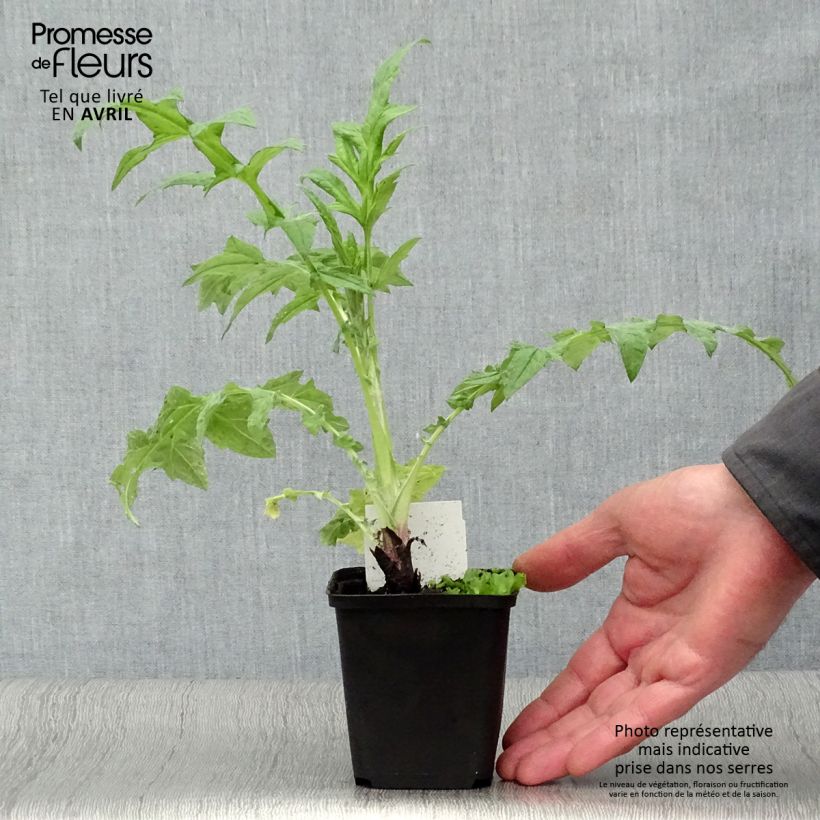 Echinops ritro Veitch’s Blue - Cardo-pallottola coccodrillo Vasetto da 8/9 cm esemplare consegnato in primavera