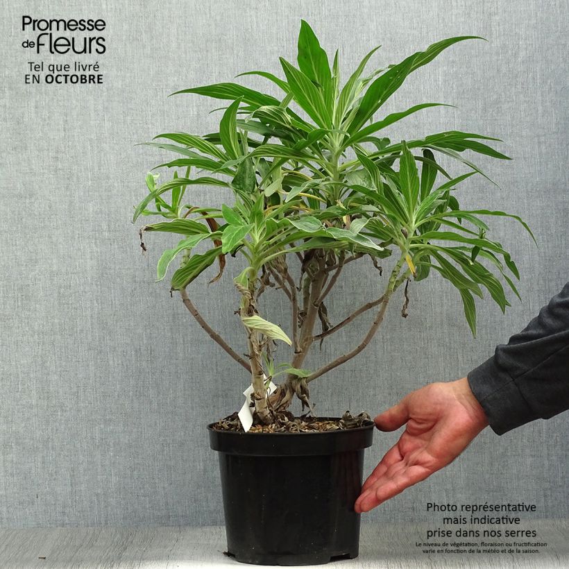 Esemplare di Echium candicans - Viperina candeggiante Vaso da 3L/4L come consegnato in autunno
