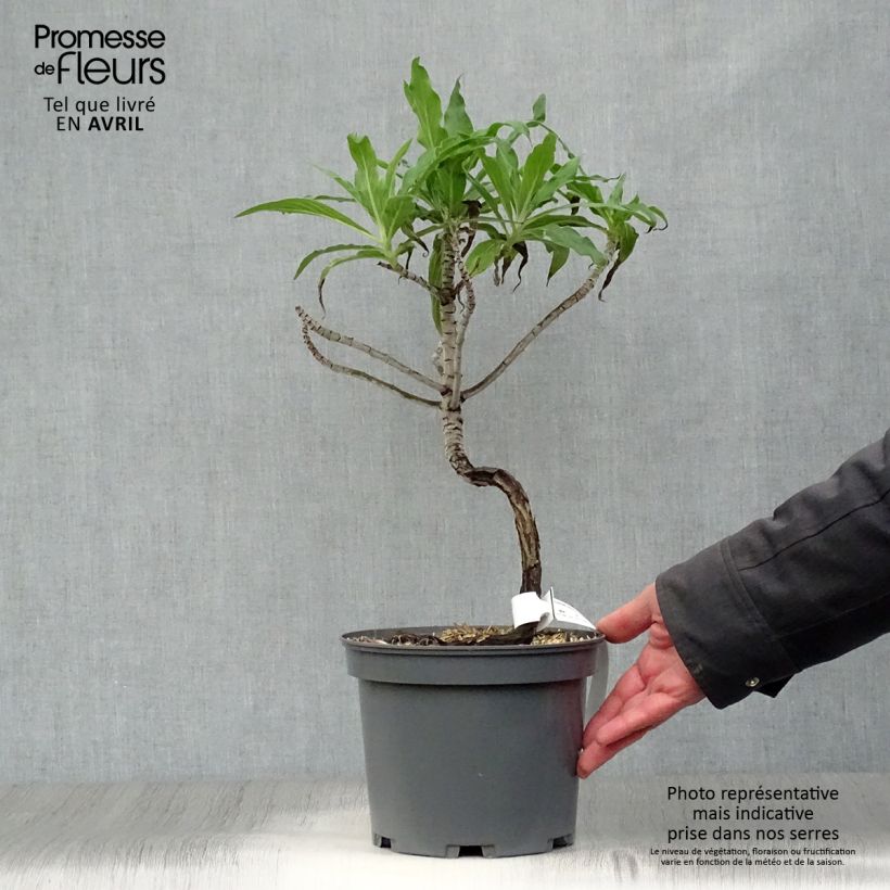 Echium candicans - Viperina candeggiante Vaso da 3L/4L esemplare consegnato in primavera