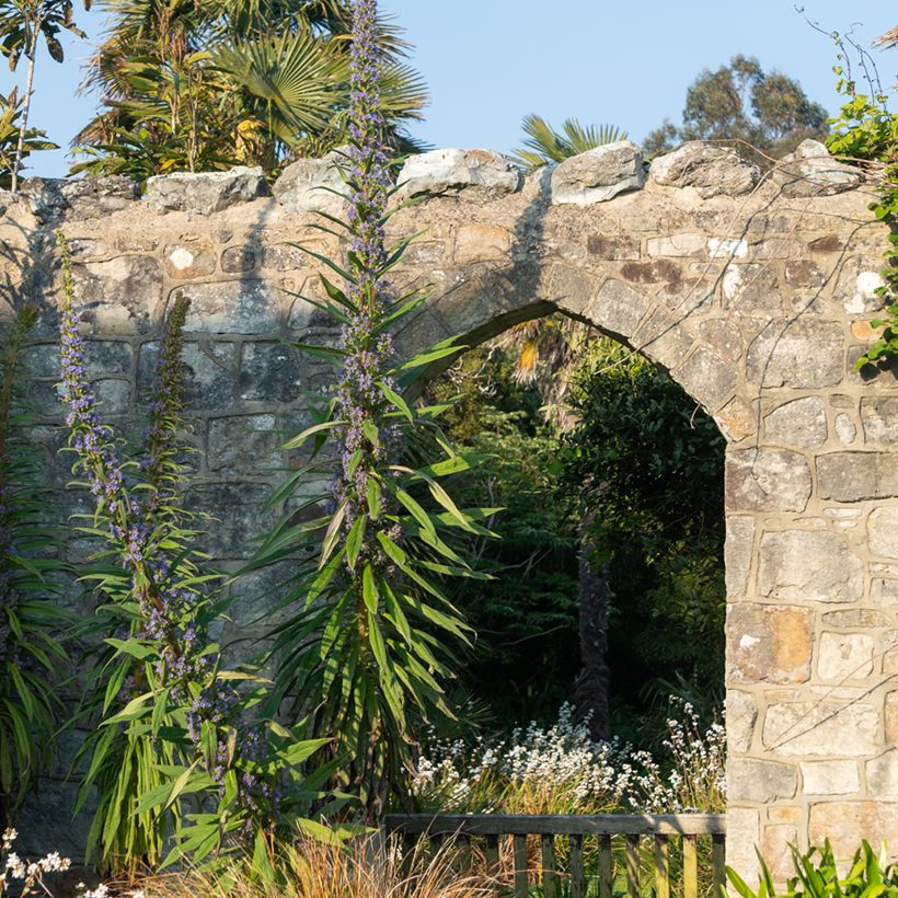 Echium pininana (Porto)