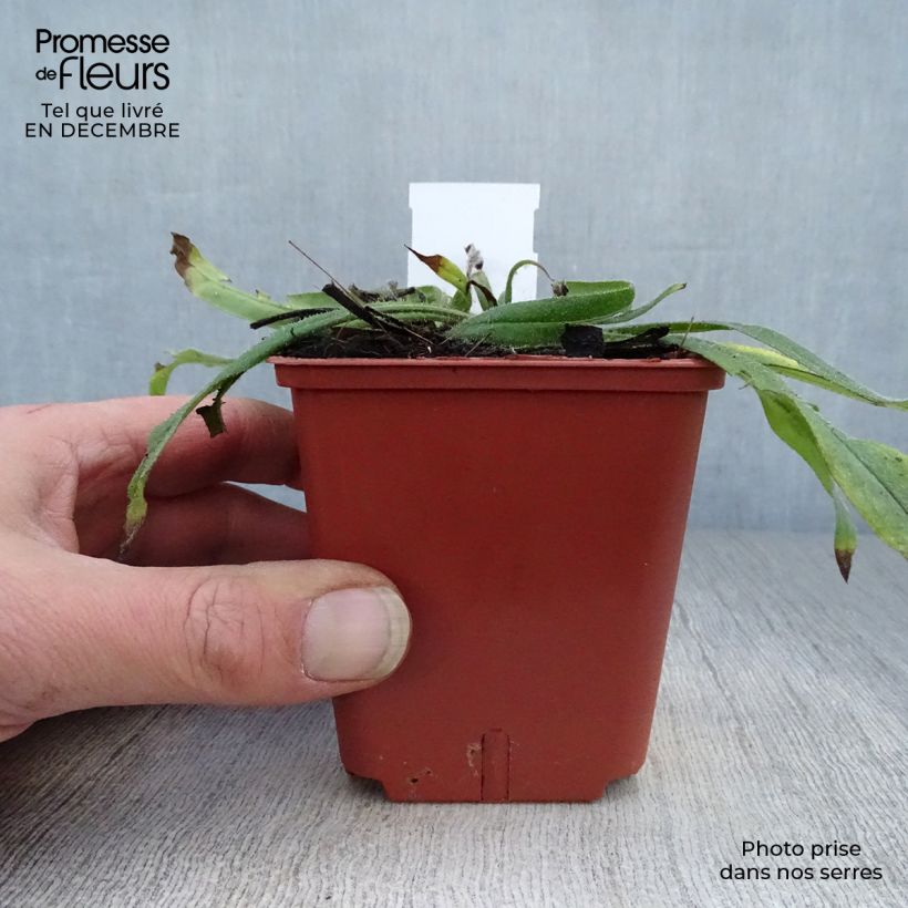 Echium russicum - Viperina Vasetto da 8/9 cm esemplare consegnato in inverno