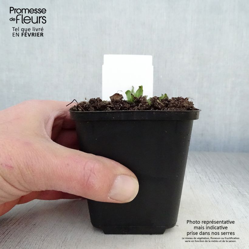 Echium vulgare - Viperina azzurra Vasetto da 8/9 cm esemplare consegnato in inverno