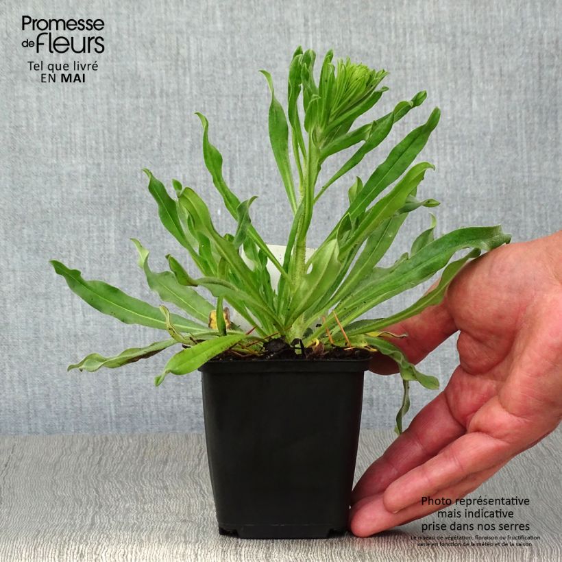 Echium vulgare - Viperina azzurra Vasetto da 8/9 cm esemplare consegnato in primavera