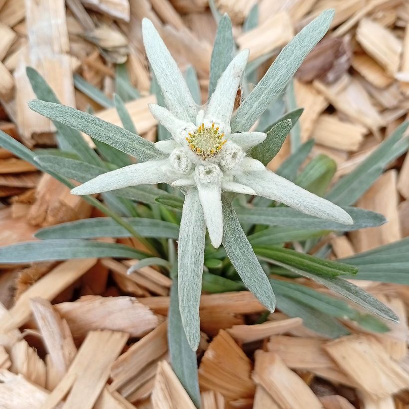 Leontopodium alpinum - Stella alpina (Porto)