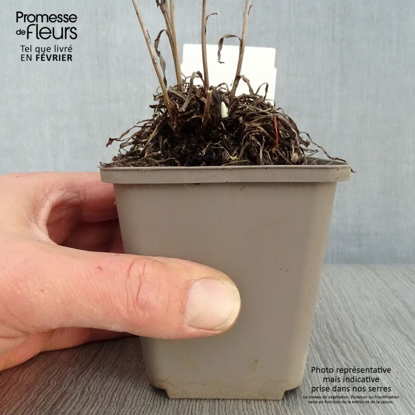 Leontopodium alpinum - Stella alpina Vasetto da 8/9 cm esemplare consegnato in inverno