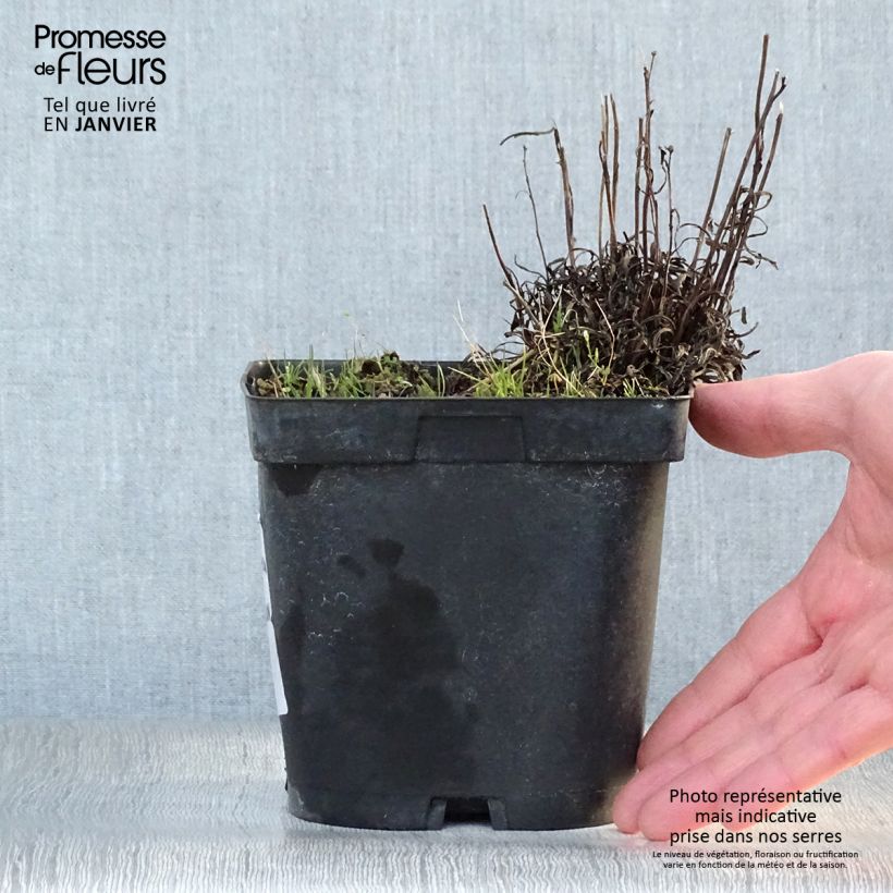 Leontopodium alpinum - Stella alpina Vaso da 2L/3L esemplare consegnato in inverno