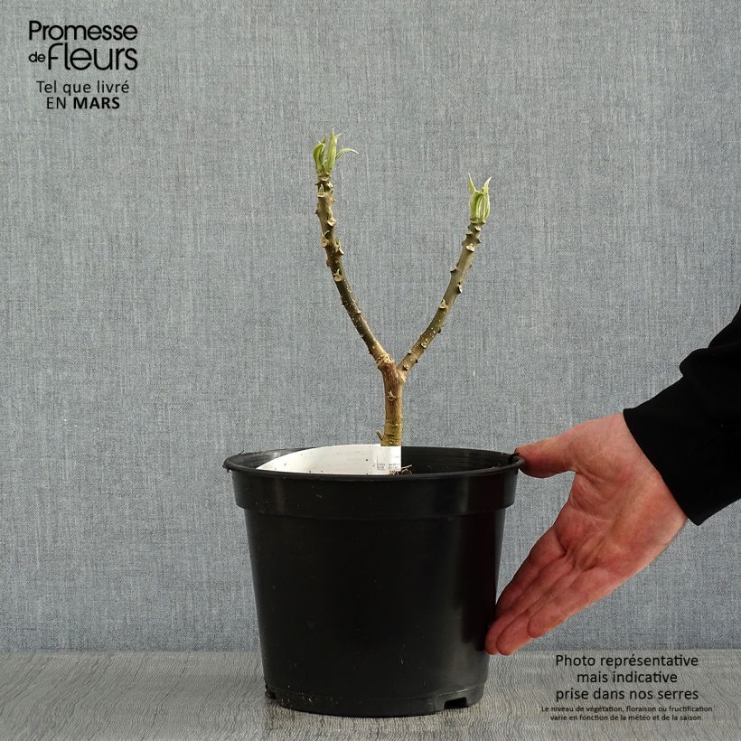 Edgeworthia chrysantha - Bastone di san Giuseppe Vaso da 3L/4L esemplare consegnato in inverno