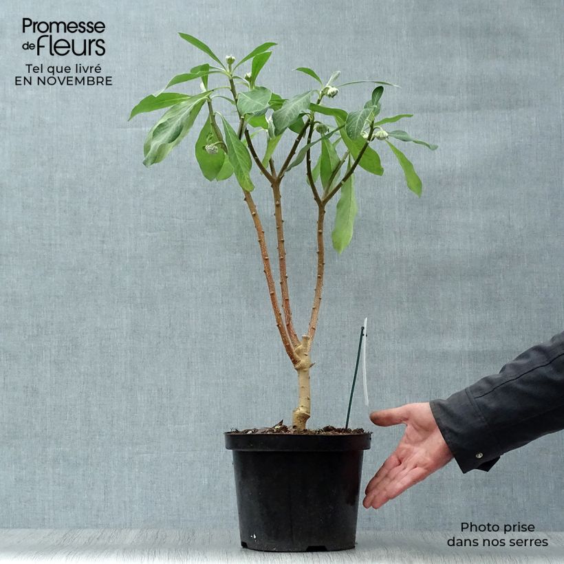 Esemplare di Edgeworthia chrysantha Grandiflora - Bastone di san Giuseppe Vaso da 4L/5L come consegnato in autunno