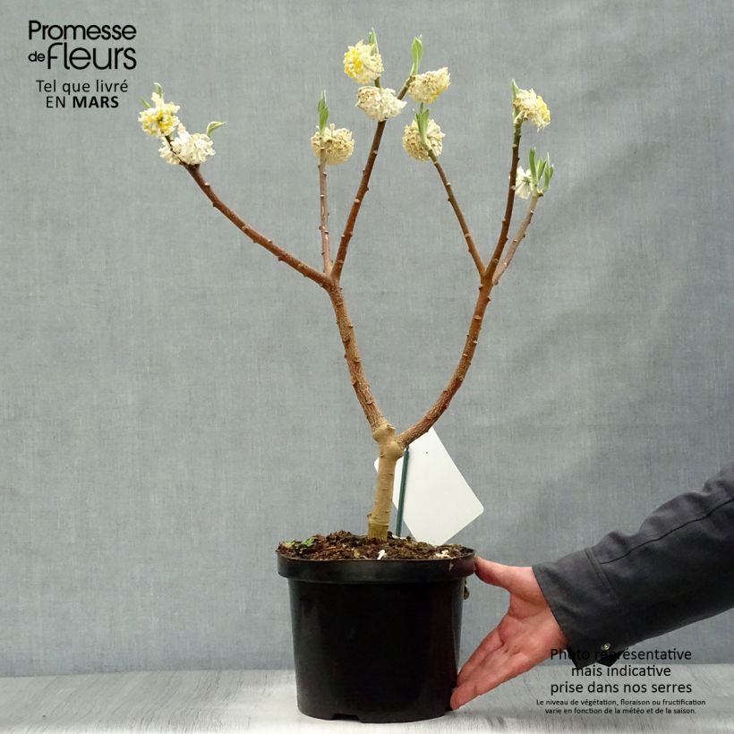 Edgeworthia chrysantha Grandiflora - Bastone di san Giuseppe Vaso da 4L/5L esemplare consegnato in primavera
