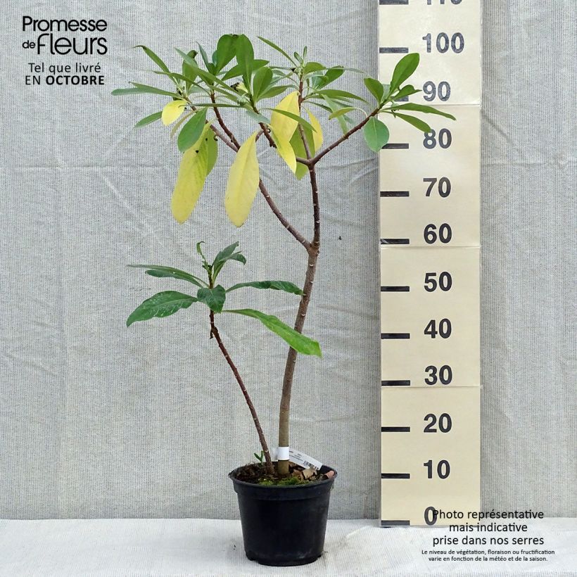 Esemplare di Edgeworthia chrysantha Nanjing Gold - Bastone di san Giuseppe Vaso da 2L/3L come consegnato in autunno