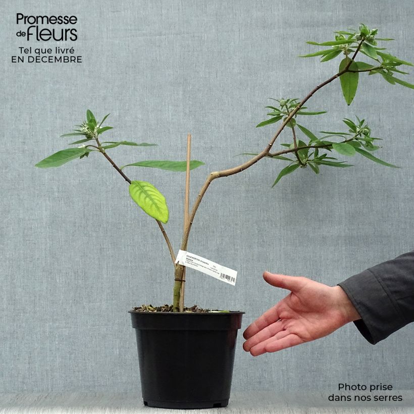 Edgeworthia chrysantha Red Dragon 'Akebono' - Bastone di san Giuseppe Vaso da 3L/4L esemplare consegnato in inverno