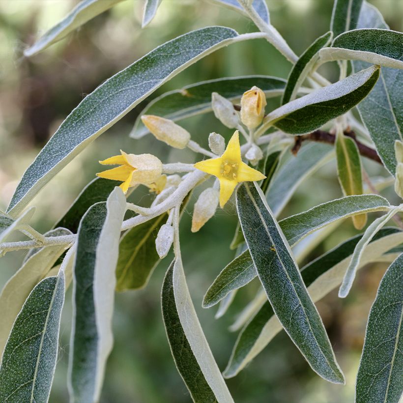 Elaeagnus angustifolia - Olivagno (Fioritura)