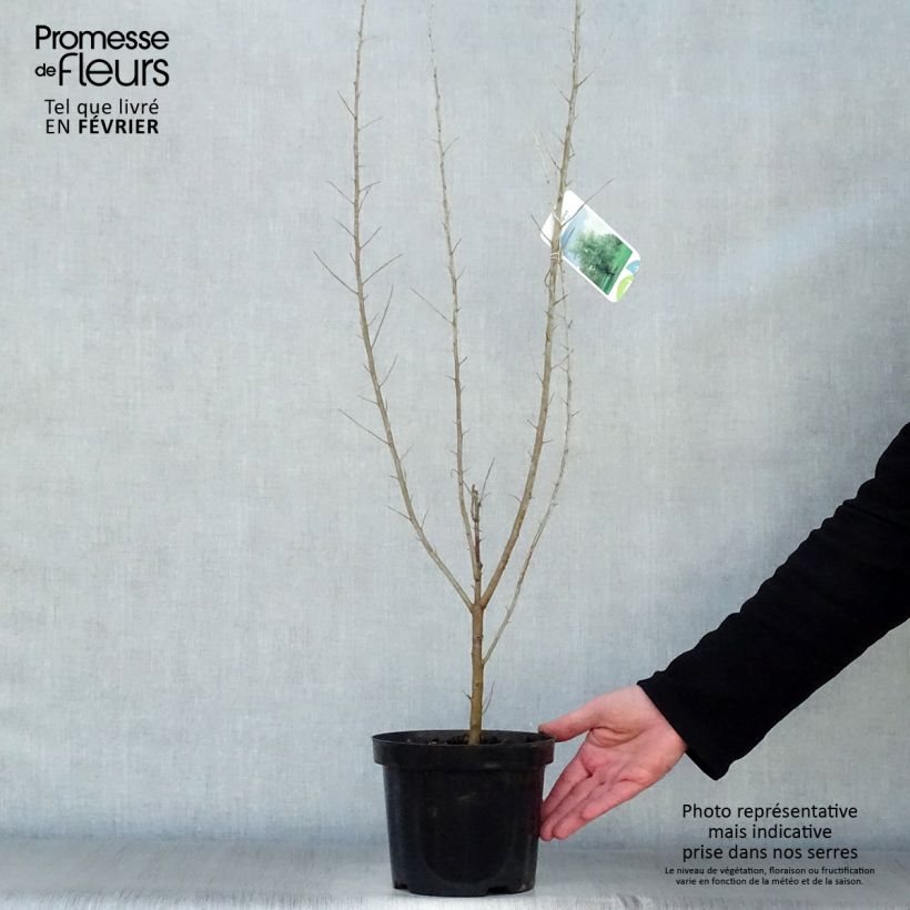 Elaeagnus angustifolia - Olivagno Vaso da 2L/3L esemplare consegnato in inverno