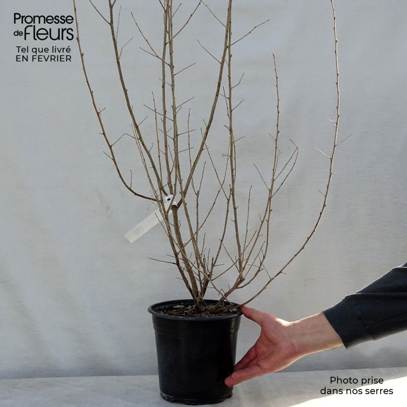 Elaeagnus commutata Zempin - Eleagno Vaso da 4L/5L esemplare consegnato in inverno