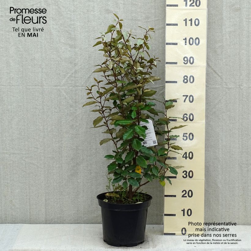 Elaeagnus ebbingei Compacta - Eleagno Vaso da 7,5L/10L esemplare consegnato in primavera
