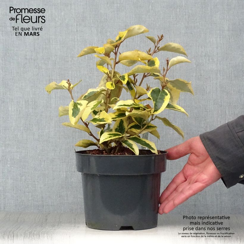 Elaeagnus ebbingei Gilt Edge - Eleagno Vaso da 2L/3L esemplare consegnato in primavera