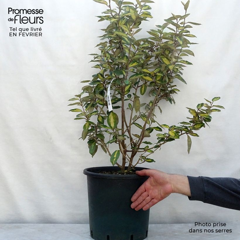 Elaeagnus ebbingei Limelight - Eleagno Vaso da 7,5L/10L esemplare consegnato in inverno