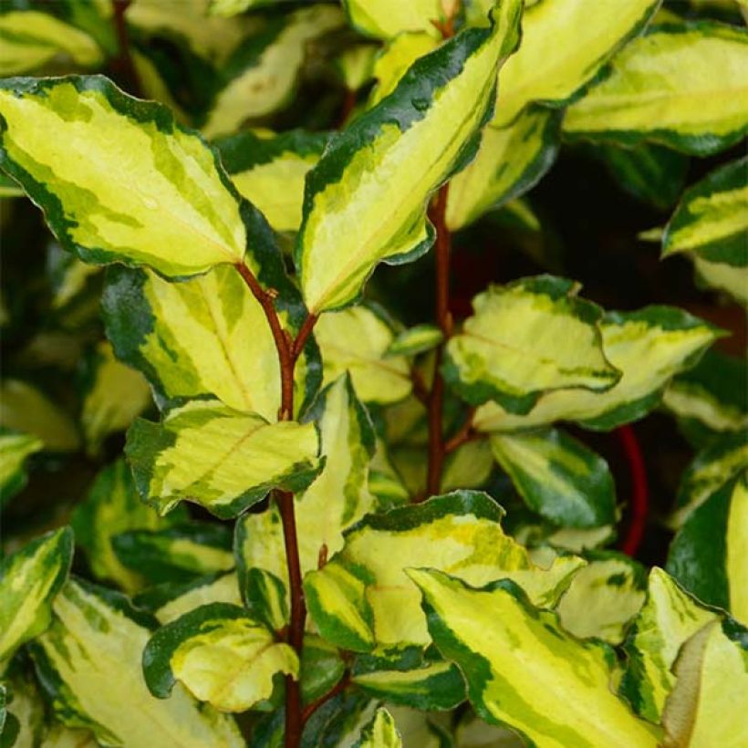 Elaeagnus ebbingei Maryline - Eleagno (Fioritura)