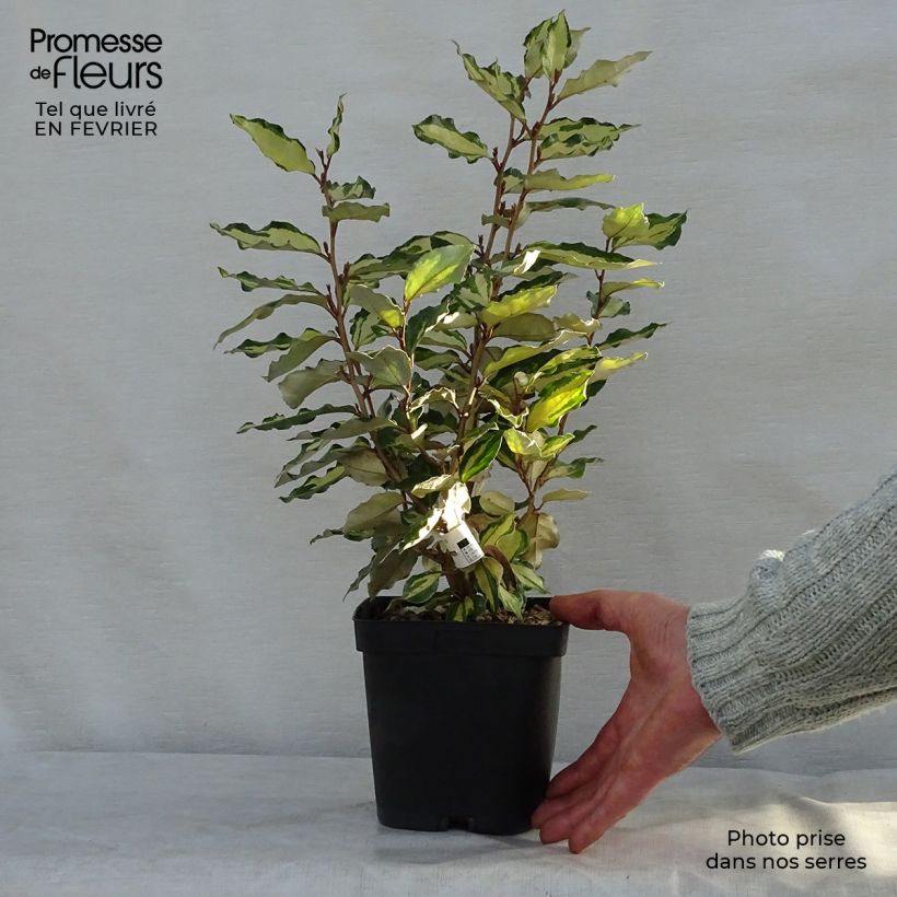 Elaeagnus ebbingei Maryline - Eleagno Vaso da 2L/3L esemplare consegnato in inverno