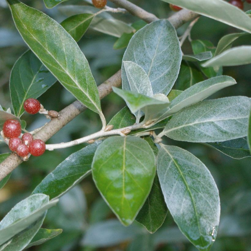Elaeagnus multiflora - Goumi del Giappone (Fogliame)