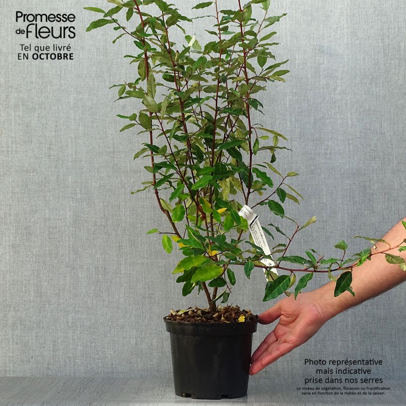 Esemplare di Elaeagnus multiflora - Goumi del Giappone Vaso da 2L/3L come consegnato in autunno