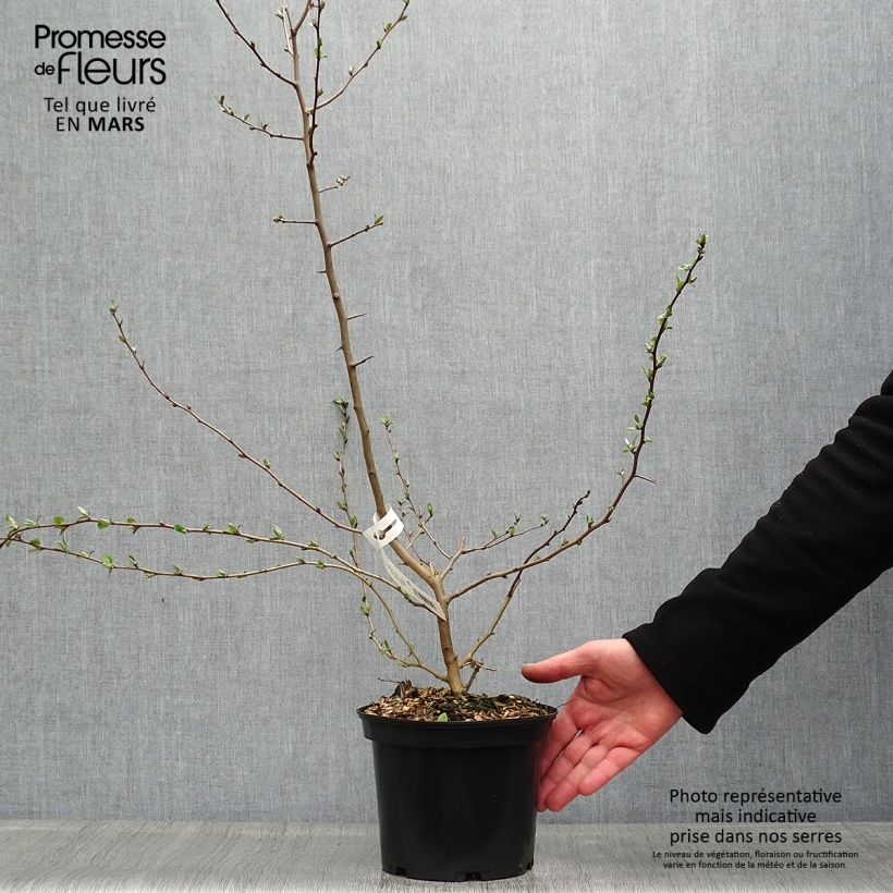 Elaeagnus multiflora - Goumi del Giappone Vaso da 2L/3L esemplare consegnato in primavera