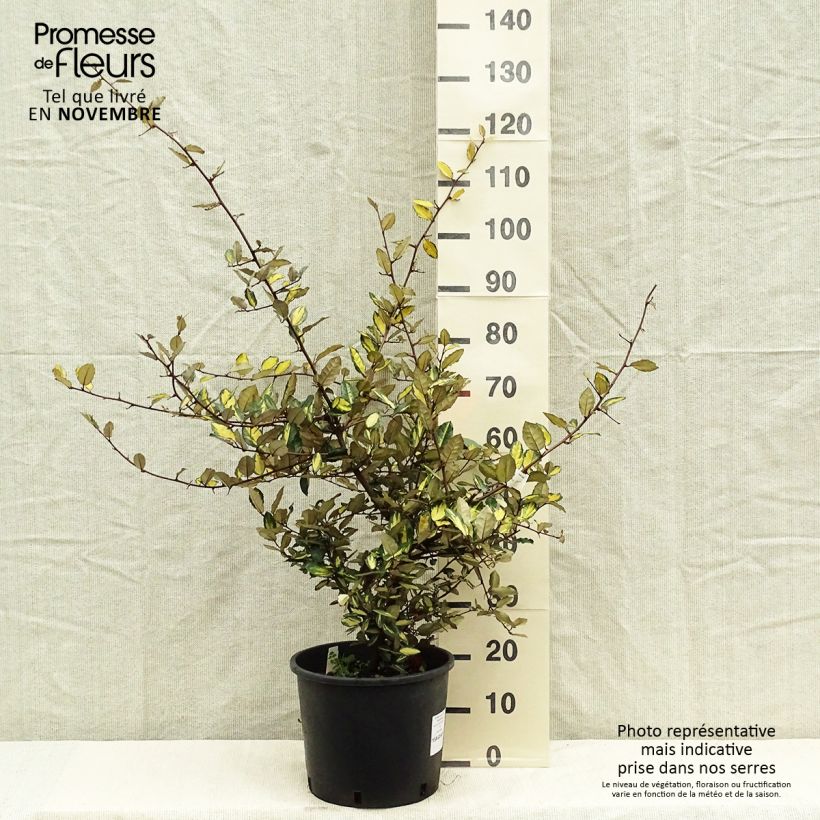 Esemplare di Elaeagnus pungens Maculata - Olivagno pungente Vaso da 12L/15L come consegnato in autunno