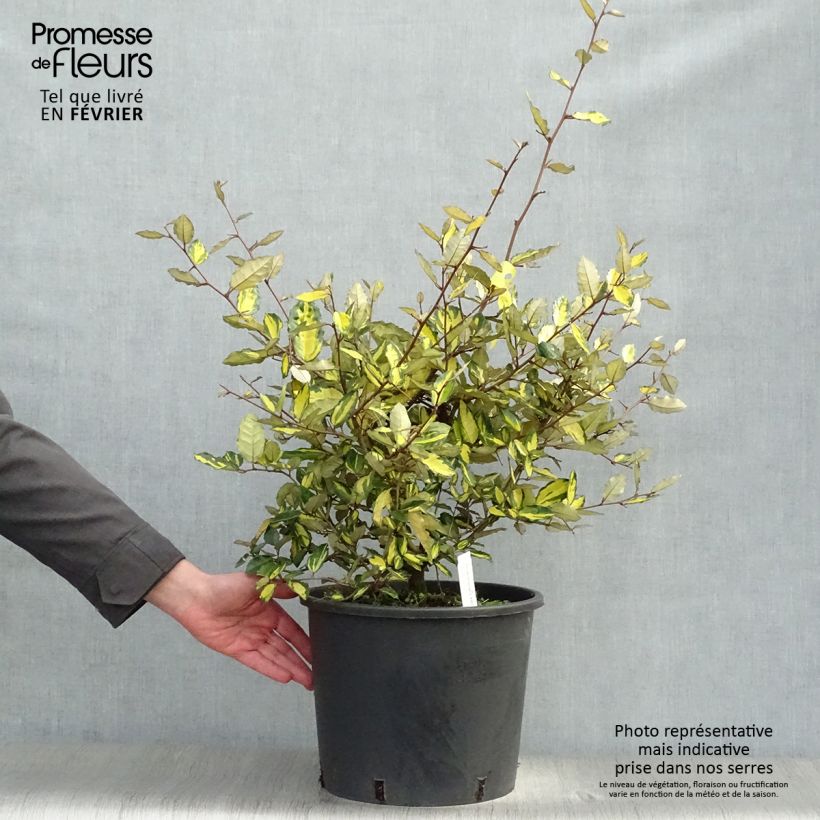 Elaeagnus pungens Maculata - Olivagno pungente Vaso da 12L/15L esemplare consegnato in inverno