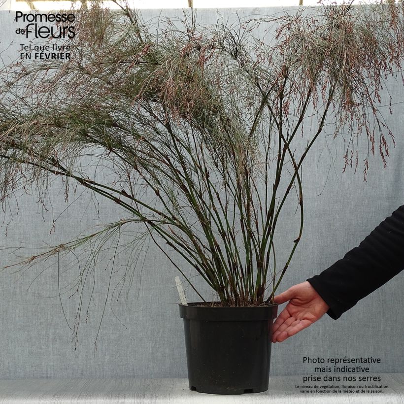 Elegia capensis - Restio Vaso da 7,5L/10L esemplare consegnato in inverno