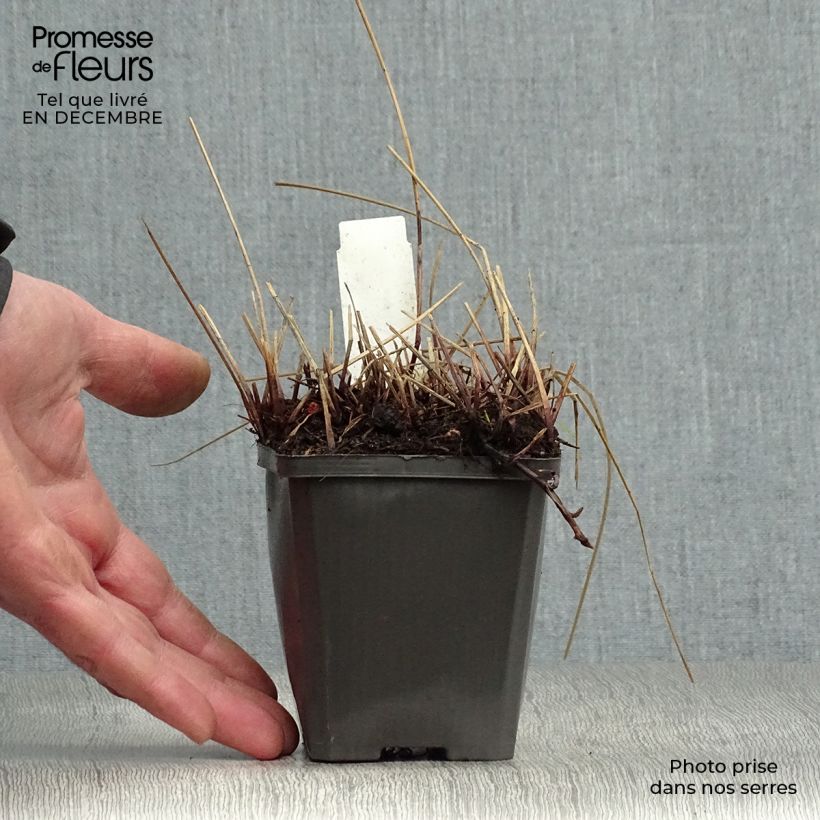 Eleocharis palustris - Giunchina comune Vasetto da 8/9 cm esemplare consegnato in inverno