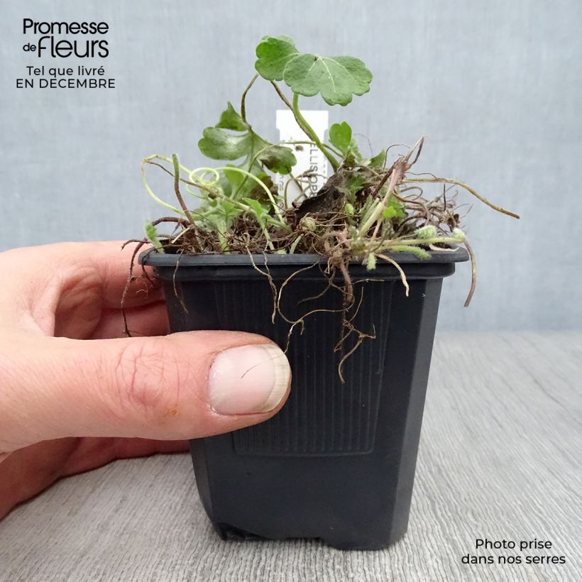 Ellisiophyllum pinnatum Vasetto da 8/9 cm esemplare consegnato in inverno