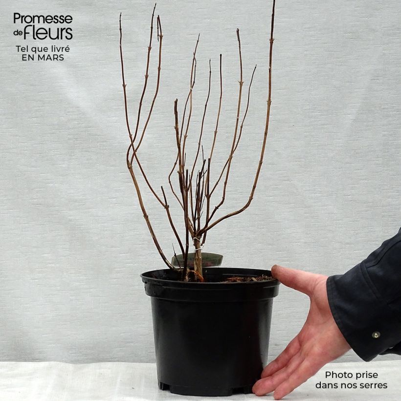 Elsholtzia stauntonii - Menta arbustiva Vaso da 2L/3L esemplare consegnato in primavera