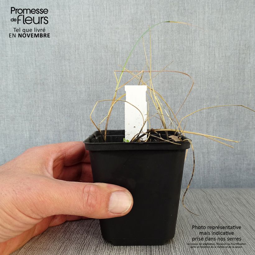 Esemplare di Elymus magellanicus Vasetto da 8/9 cm come consegnato in autunno