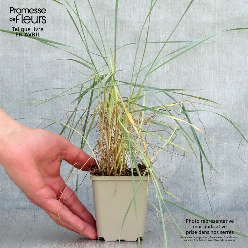 Elymus magellanicus Vasetto da 8/9 cm esemplare consegnato in primavera