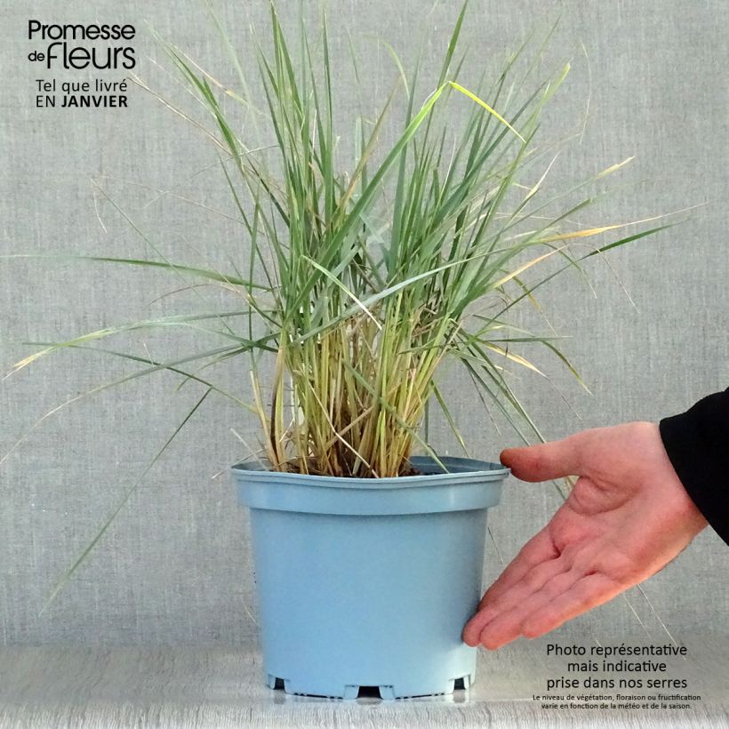 Elymus magellanicus Vaso da 2L/3L esemplare consegnato in inverno