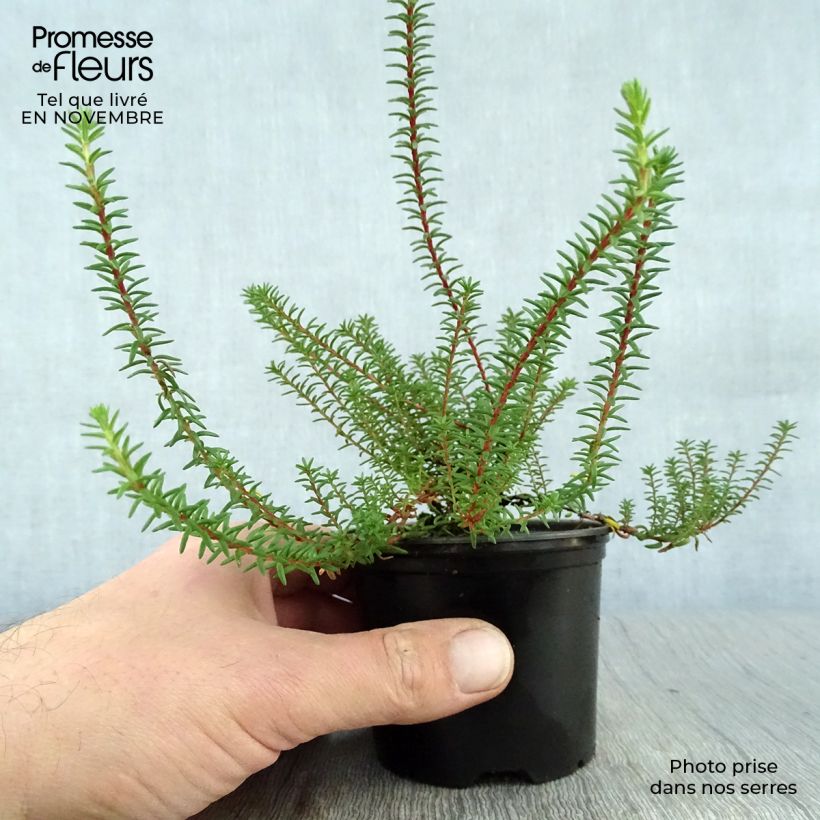 Esemplare di Empetrum nigrum Vaso da Ø 10 cm/11 cm come consegnato in autunno