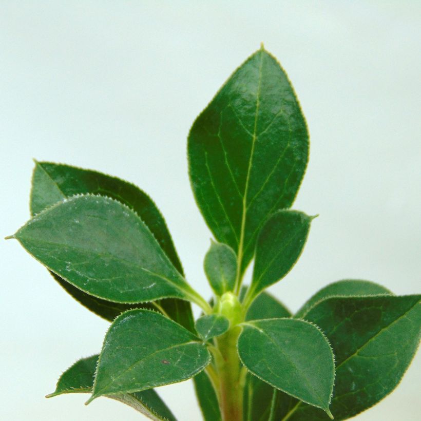 Enkianthus campanulatus (Fogliame)