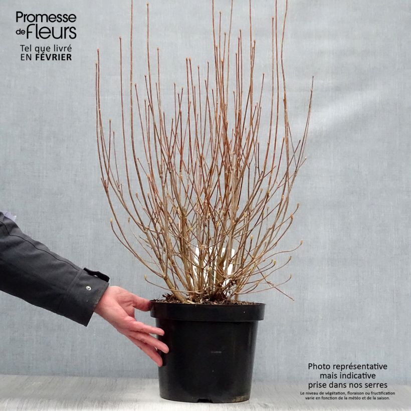 Enkianthus campanulatus Vaso da 7,5L/10L esemplare consegnato in inverno