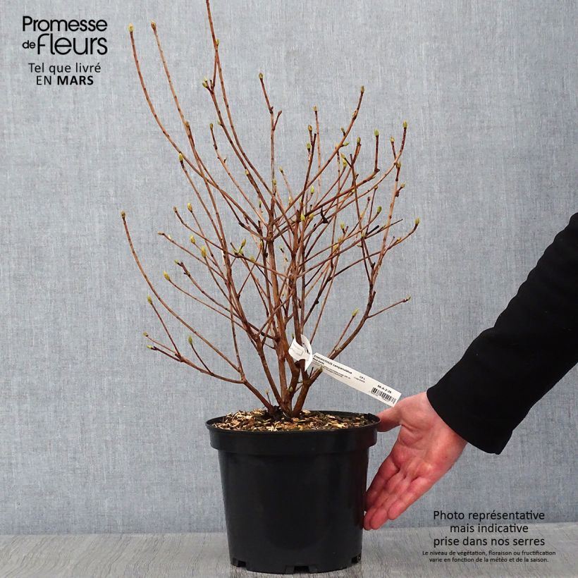 Enkianthus campanulatus Red Bells Vaso da 2L/3L esemplare consegnato in inverno