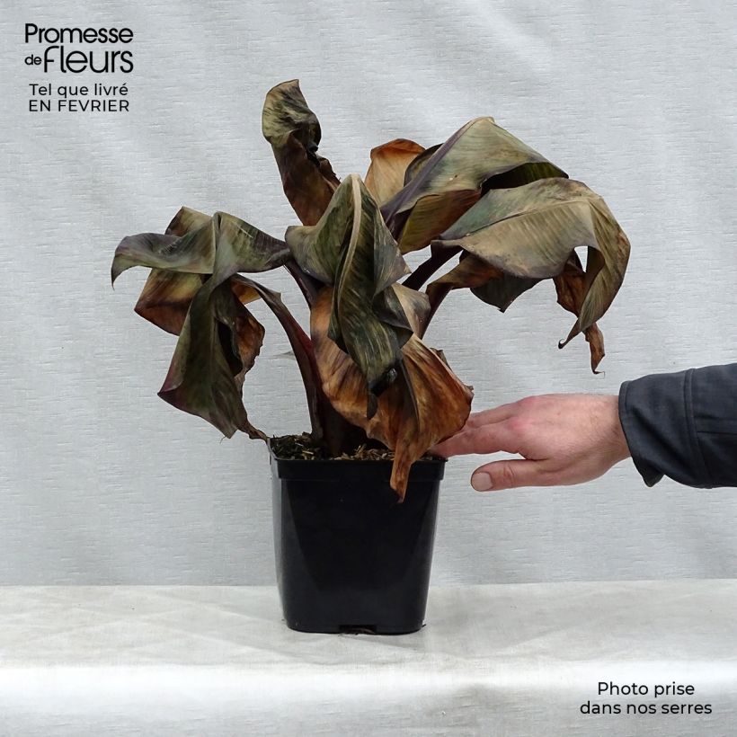 Ensete ventricosum Maurelii - Falso banano rosso Vaso da 2L/3L esemplare consegnato in inverno