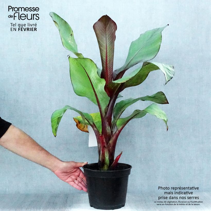 Esemplare di Ensete ventricosum Maurelii - Falso banano rosso Vaso da 4L/5L come consegnato in autunno