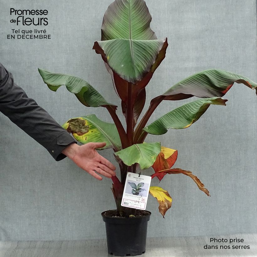 Ensete ventricosum Maurelii - Falso banano rosso Vaso da 4L/5L esemplare consegnato in inverno