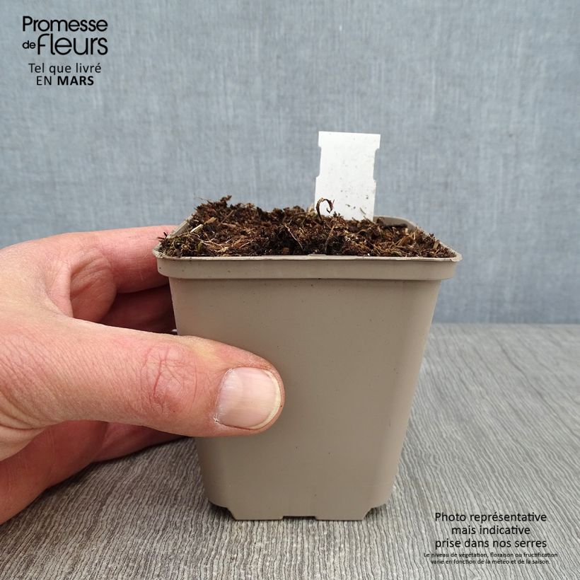 Tradescantia andersoniana Perrine's Pink Vasetto da 8/9 cm esemplare consegnato in inverno