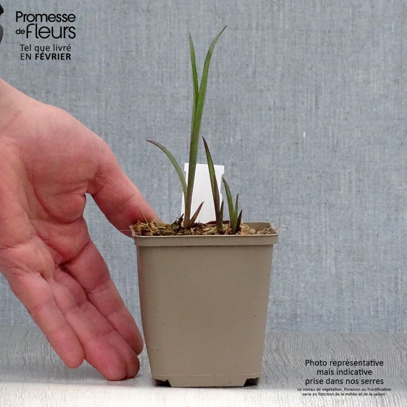 Tradescantia andersoniana Bilberry Ice Vasetto da 8/9 cm esemplare consegnato in inverno